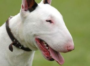 Bull terrier